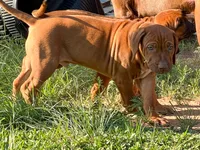 Artemis Yellow Boy, a male Rhodesian Ridgeback for sale in Bellevue, TX – 9 of 10