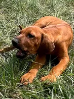 Leto’s Black Collar Boy, a male Rhodesian Ridgeback for sale in Bellevue, TX – 3 of 10