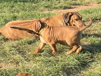 Artemis Yellow Boy, a male Rhodesian Ridgeback for sale in Bellevue, TX – 5 of 10