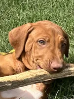 Leto’s Yellow Collar Boy, a male Rhodesian Ridgeback for sale in Bellevue, TX – 2 of 10
