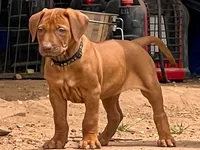 Artemis Black Boy, a male Rhodesian Ridgeback for sale in Bellevue, TX – 2 of 10
