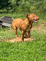 Leto’s Yellow Collar Boy, a male Rhodesian Ridgeback for sale in Bellevue, TX – 1 of 10