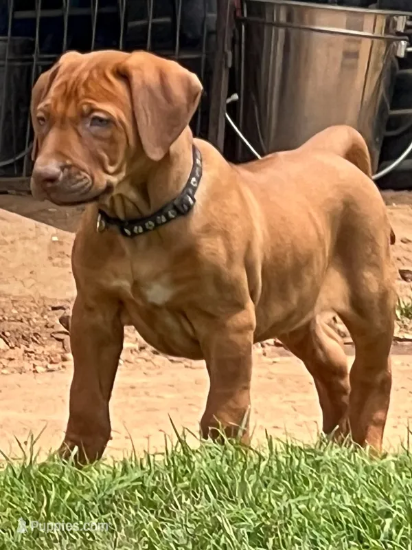 Artemis Black Boy, a male Rhodesian Ridgeback for sale in Bellevue, TX – 1 of 10