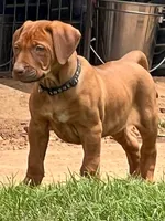 Artemis Black Boy, a male Rhodesian Ridgeback for sale in Bellevue, TX – 1 of 10