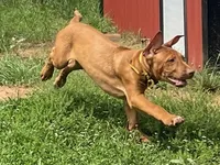 Leto’s Yellow Collar Boy, a male Rhodesian Ridgeback for sale in Bellevue, TX – 4 of 10