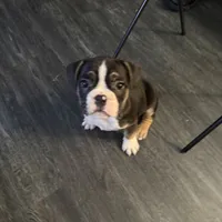 Snoop , a male French Bulldog for sale in Pontiac, MI – 2 of 2