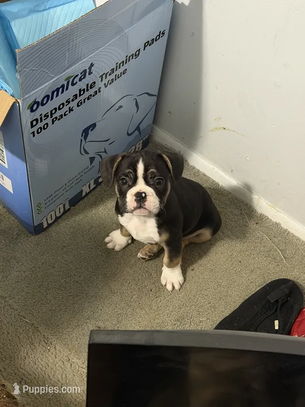 Snoop  – French Bulldog puppy for sale in Pontiac, MI