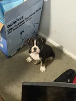 Snoop , a male French Bulldog for sale in Pontiac, MI – 1 of 2