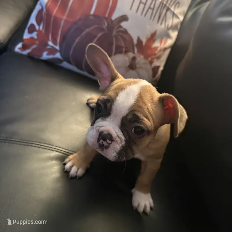 Foxy  – French Bulldog puppy for sale in Pontiac, MI