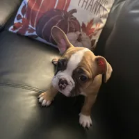 Foxy , a female French Bulldog for sale in Pontiac, MI – 1 of 3