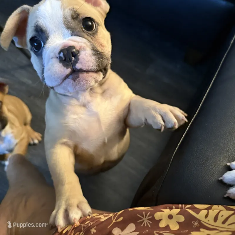 Cesar  – French Bulldog puppy for sale in Pontiac, MI