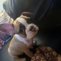 Foxy , a female French Bulldog for sale in Pontiac, MI – 3 of 3
