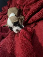 Foxy , a female French Bulldog for sale in Pontiac, MI – 2 of 3