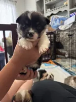 Ellie, a female Pembroke Welsh Corgi for sale in Strasburg, CO – 3 of 3