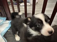 Pippy, a female Pembroke Welsh Corgi for sale in Strasburg, CO – 3 of 4