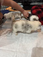 Merle boy blue eyes , a male Cardigan Welsh Corgi and Pembroke Welsh Corgi for sale in Strasburg, CO – Photo 6 of 6