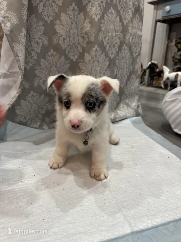 Merle boy blue eyes  – Cardigan Welsh Corgi, Pembroke Welsh Corgi puppy for sale in Strasburg, CO