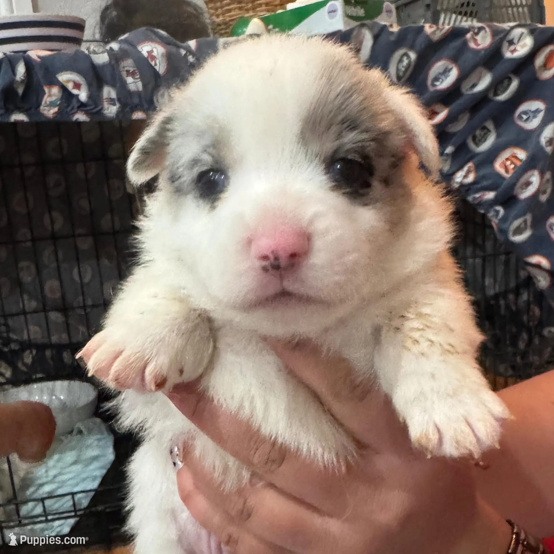 Merle boy blue eyes , a male Cardigan Welsh Corgi and Pembroke Welsh Corgi for sale in Strasburg, CO – Photo 4 of 6