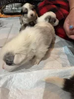 Merle boy blue eyes , a male Cardigan Welsh Corgi and Pembroke Welsh Corgi for sale in Strasburg, CO – Photo 3 of 6