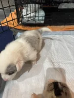 Merle boy blue eyes , a male Cardigan Welsh Corgi and Pembroke Welsh Corgi for sale in Strasburg, CO – Photo 2 of 6