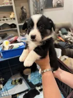 Pippy, a female Pembroke Welsh Corgi for sale in Strasburg, CO – 4 of 4