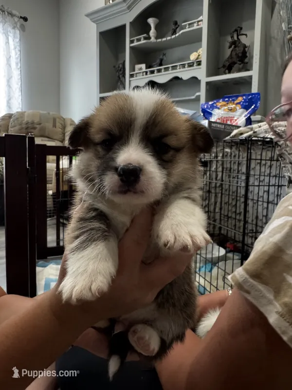 Alfredo – Pembroke Welsh Corgi puppy for sale in Strasburg, CO