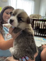 Alfredo, a male Pembroke Welsh Corgi for sale in Strasburg, CO – 3 of 3