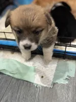 Deedee, a female Pembroke Welsh Corgi for sale in Strasburg, CO – Photo 4 of 4