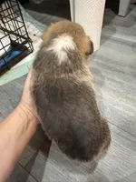 Deedee, a female Pembroke Welsh Corgi for sale in Strasburg, CO – Photo 2 of 4