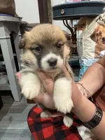 Deedee, a female Pembroke Welsh Corgi for sale in Strasburg, CO – Photo 1 of 4