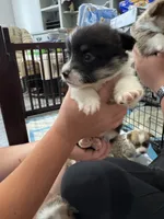 Ellie, a female Pembroke Welsh Corgi for sale in Strasburg, CO – 1 of 3