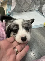 Merle boy blue eyes , a male Cardigan Welsh Corgi and Pembroke Welsh Corgi for sale in Strasburg, CO – Photo 2 of 6