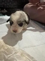 Puppy 1 , a male Cardigan Welsh Corgi and Pembroke Welsh Corgi for sale in Strasburg, CO – Photo 3 of 3