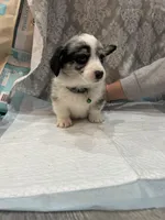 Merle boy blue eyes , a male Cardigan Welsh Corgi and Pembroke Welsh Corgi for sale in Strasburg, CO – Photo 5 of 6