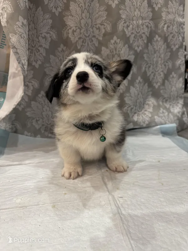 Merle boy blue eyes  – Cardigan Welsh Corgi, Pembroke Welsh Corgi puppy for sale in Strasburg, CO