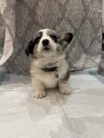 Merle boy blue eyes , a male Cardigan Welsh Corgi and Pembroke Welsh Corgi for sale in Strasburg, CO – Photo 1 of 6