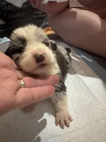 Puppy 1 , a male Cardigan Welsh Corgi and Pembroke Welsh Corgi for sale in Strasburg, CO – Photo 1 of 3