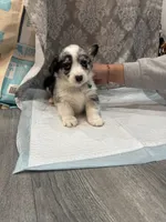 Merle boy blue eyes , a male Cardigan Welsh Corgi and Pembroke Welsh Corgi for sale in Strasburg, CO – Photo 4 of 6