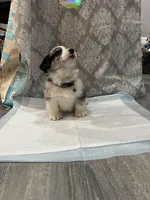 Merle boy blue eyes , a male Cardigan Welsh Corgi and Pembroke Welsh Corgi for sale in Strasburg, CO – Photo 6 of 6