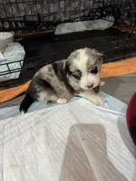 Merle boy blue eyes , a male Cardigan Welsh Corgi and Pembroke Welsh Corgi for sale in Strasburg, CO – Photo 1 of 2