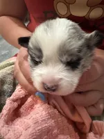 Puppy 1 , a male Cardigan Welsh Corgi and Pembroke Welsh Corgi for sale in Strasburg, CO – Photo 2 of 3