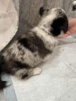 Merle boy blue eyes , a male Cardigan Welsh Corgi and Pembroke Welsh Corgi for sale in Strasburg, CO – Photo 3 of 6