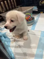 Mochi piebald brindle corgi , a female Pembroke Welsh Corgi for sale in Strasburg, CO – 5 of 6