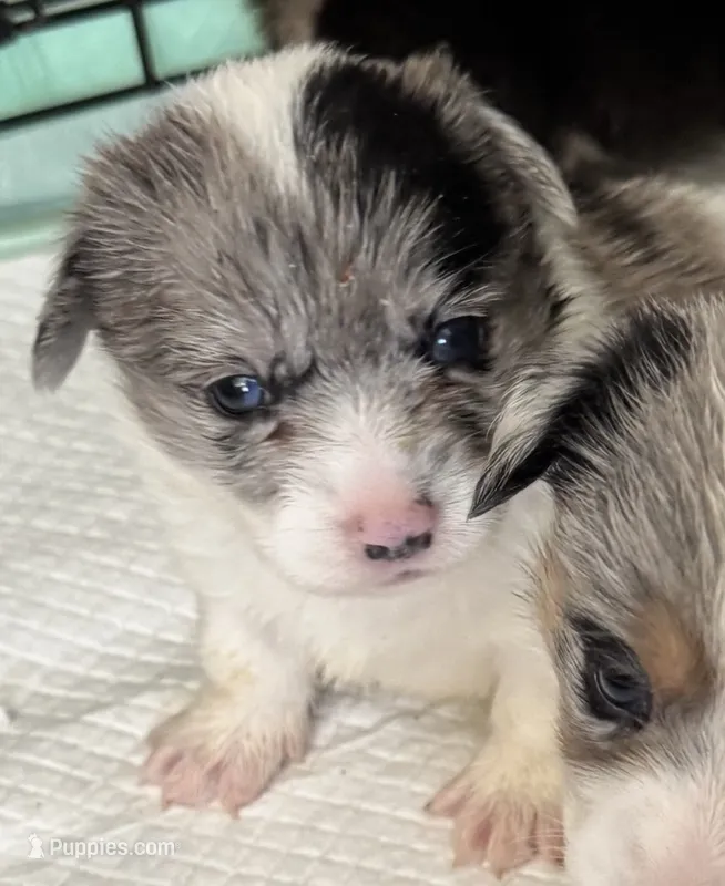 Vanessa Merle blue corgi  – Pembroke Welsh Corgi puppy for sale in Strasburg, CO
