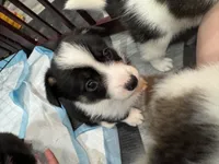 Pippy, a female Pembroke Welsh Corgi for sale in Strasburg, CO – 2 of 4