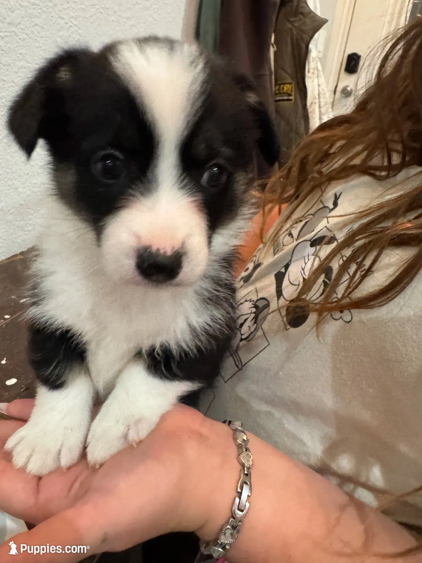 Pippy, a female Pembroke Welsh Corgi for sale in Strasburg, CO – 1 of 4