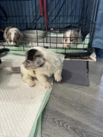 Vanessa Merle blue corgi , a female Pembroke Welsh Corgi for sale in Strasburg, CO – 2 of 5