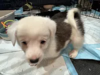 Mochi piebald brindle corgi , a female Pembroke Welsh Corgi for sale in Strasburg, CO – 3 of 6
