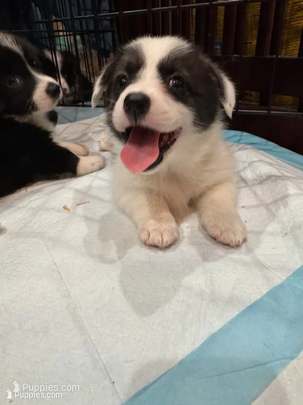 Tina brindle corgi  – Pembroke Welsh Corgi puppy for sale in Strasburg, CO