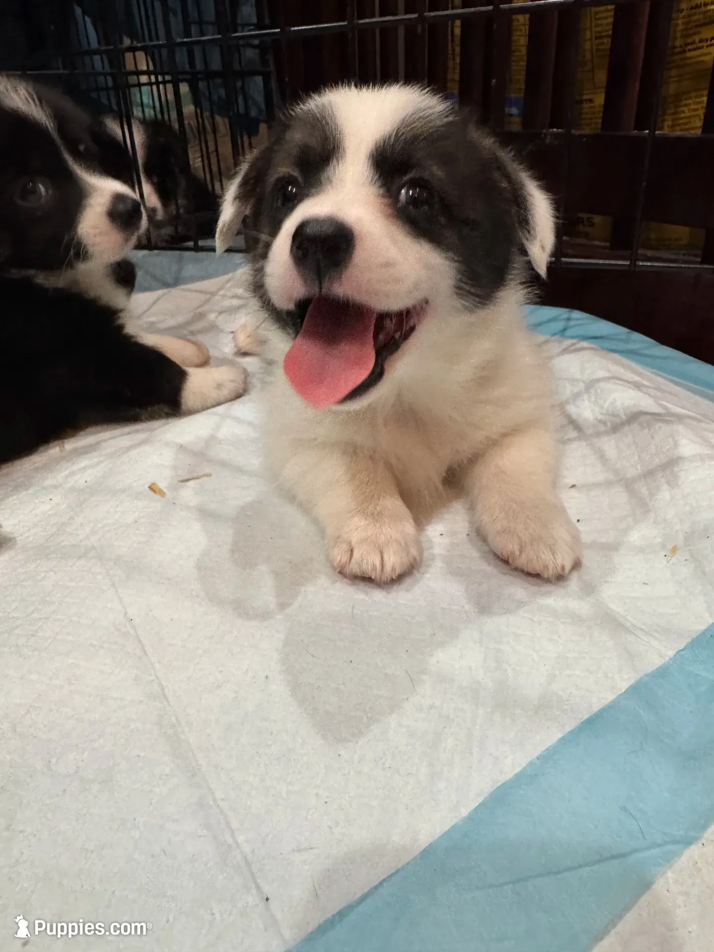 Tina brindle corgi , a female Pembroke Welsh Corgi for sale in Strasburg, CO – 1 of 4